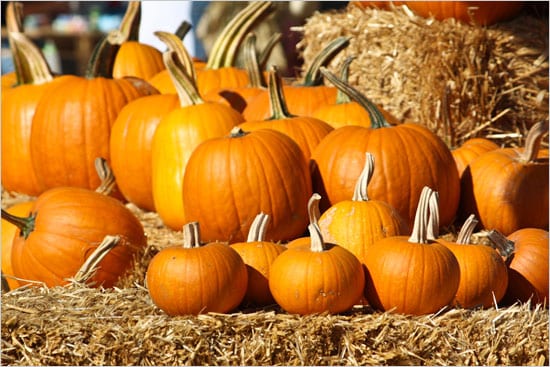North Vancouver Pumpkin Patch at Loutet Farm