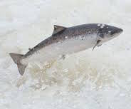 Journey of a Salmon Art Exhibition