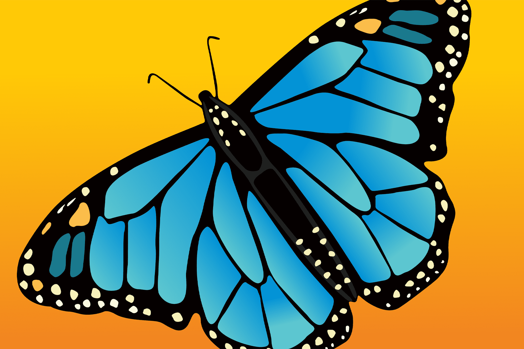 Butterflies – Experience the Transformation