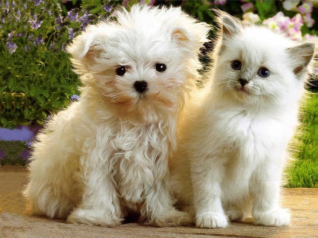 Pet Lover Show