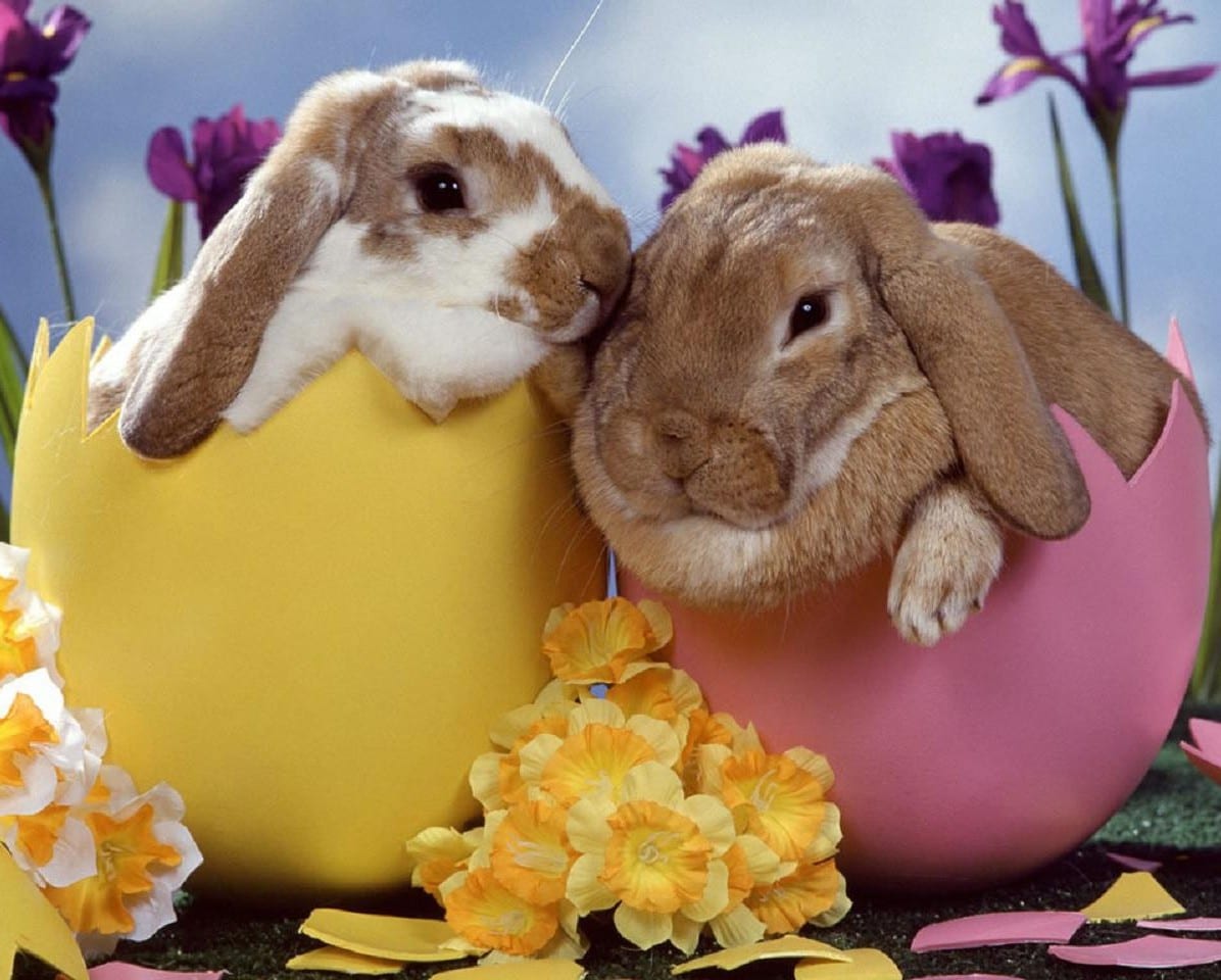 Easter Fun Day at Maplewood Farm North Vancouver