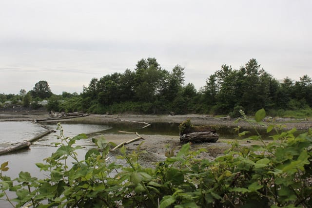 Wild Bird Survey at the Maplewood Flats Conservation Area