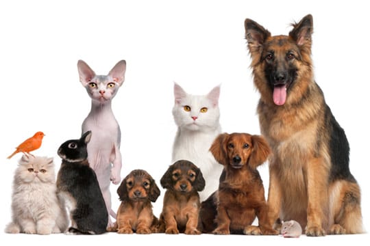 Pet Blessing at the St. Martin’s Anglican Church North Vancouver