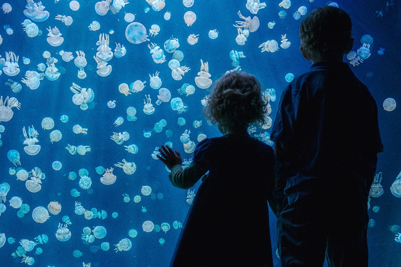 Celebrate Family Day at Vancouver Aquarium