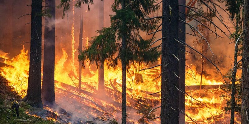 Hot Topics: Living with Wildfires — Free Panel Discussion