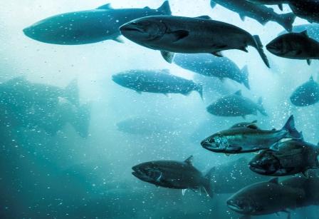Coho Commotion