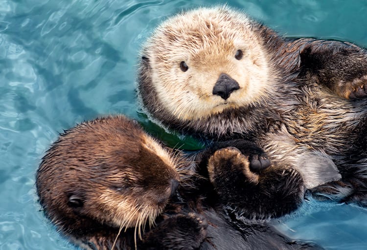 Valentine’s Day After Hours at the Vancouver Aquarium