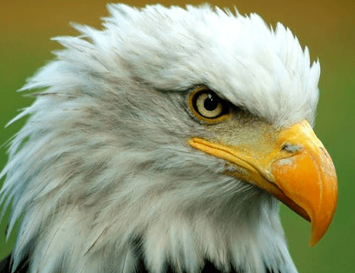 A Gathering of Eagles